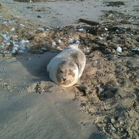 Haus-sylter-welle-8-87-ob * 베스터란트